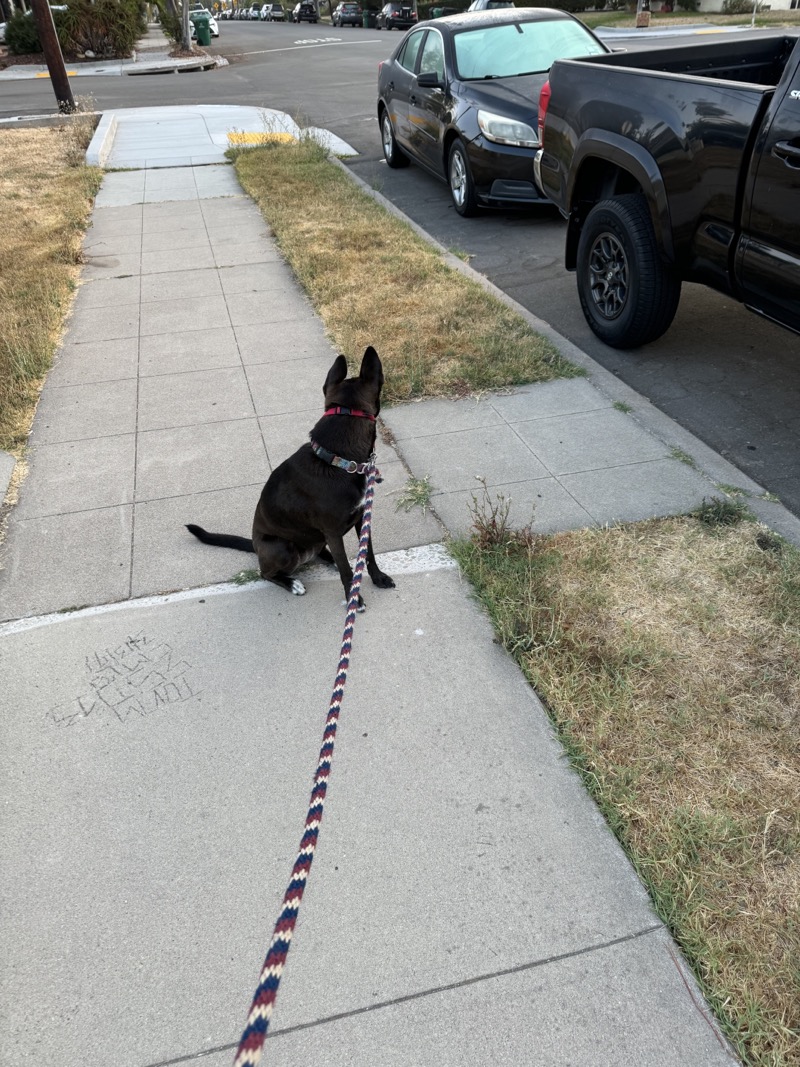 A picture of a black dog named Bowie sitting, taken on July 25 2024 at 6:15 am